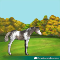 Horse Color:White Spotted Silver Smoky Black