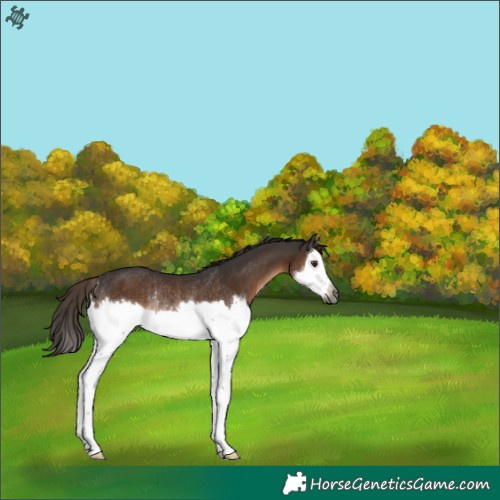 Horse Color:Gray Liver Chestnut Sabino Splash Rabicano 