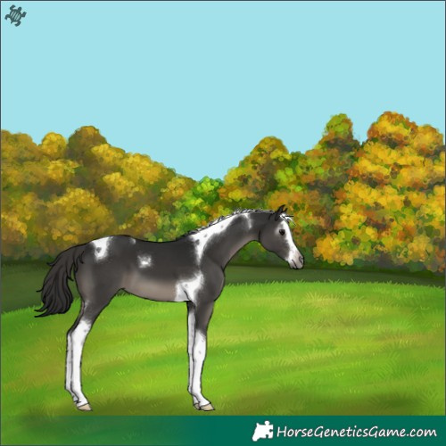Horse Color:Gray Grullo Splash Tobiano 