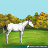 Horse Color:White Spotted Silver Smoky Black Tobiano 
