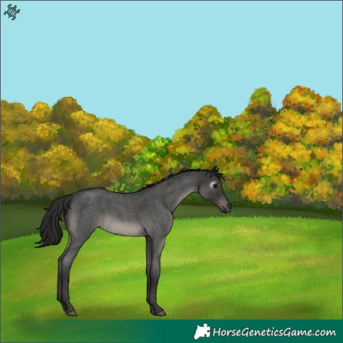 Horse Color:Gray Blue Roan Rabicano 