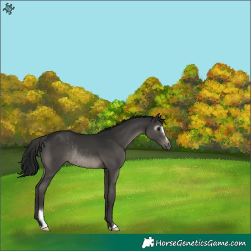 Horse Color:Gray Smoky Grullo Sabino Rabicano 