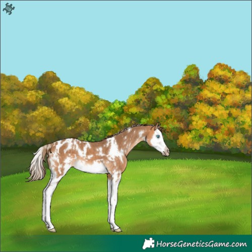 Horse Color:Gray White Spotted Perlino Splash Appaloosa 