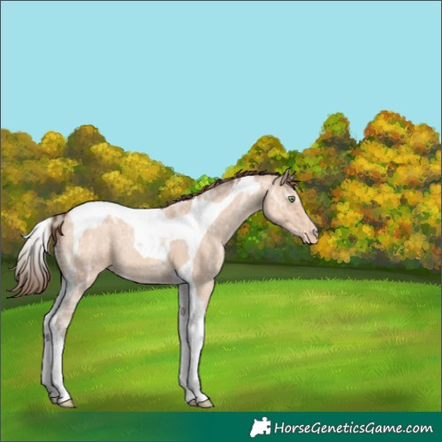 Horse Color:Amber Champagne Ice Roan Tobiano Varnish