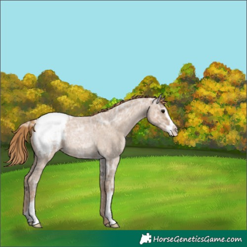 Horse Color:Blue Ice Roan Pearl Sabino Appaloosa