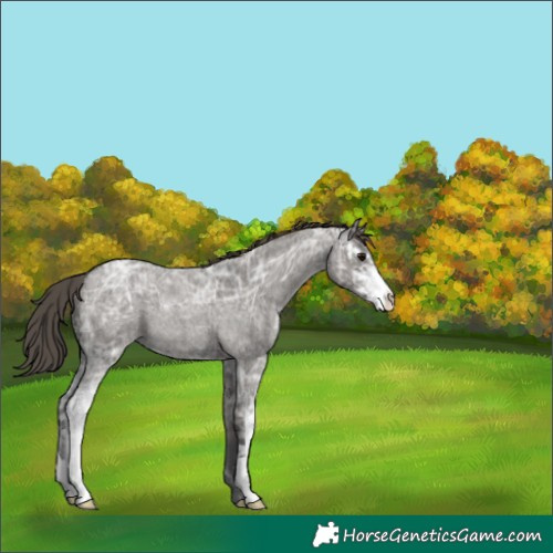 Horse Color:Grullo Ice Roan Sabino Appaloosa