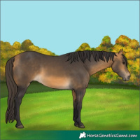 Horse Color:Buckskin
