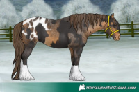 Horse Color:Smoky Black  and Buckskin Blanket 