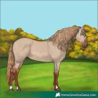 Horse Color:Red Dun 