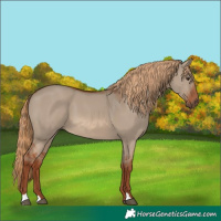 Horse Color:Red Dun 