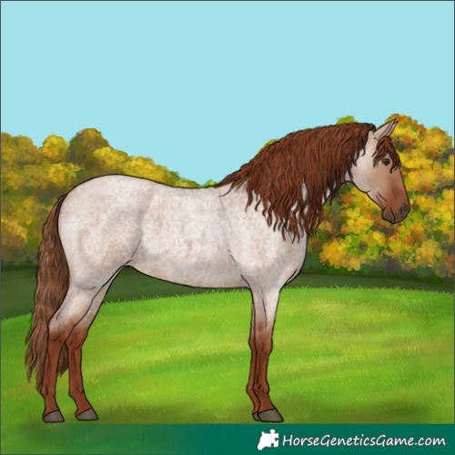 Horse Color:Red Dun Roan