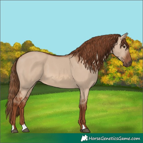 Horse Color:Red Dun 