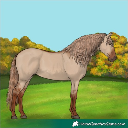 Horse Color:Red Dun