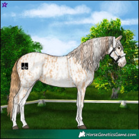Horse Color:White Spotted Red Dun Rabicano  and White Spotted Red Dun Rabicano 