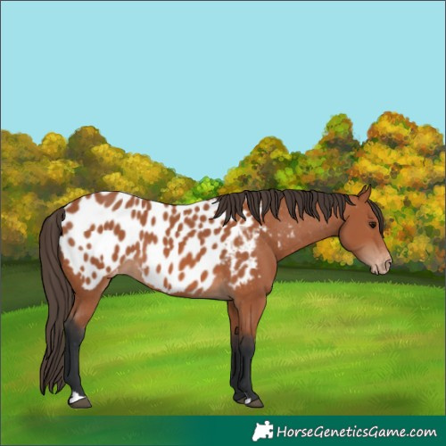 Horse Color:Bay Appaloosa 