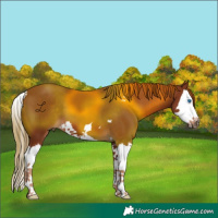 Horse Color:Chestnut Splash 