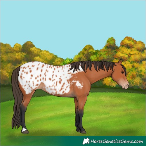 Horse Color:Bay Appaloosa 