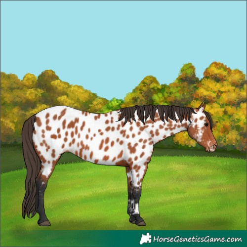 Horse Color:Bay Appaloosa