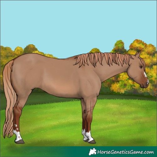 Horse Color:Red Dun