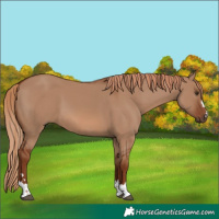 Horse Color:Red Dun 