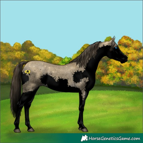 Horse Color:Void Buckskin Roan Dun Splash Rabicano 
