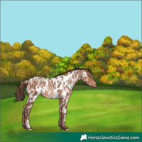 Horse Color:Gold Champagne Near Leopard and Amber Champagne Near Leopard