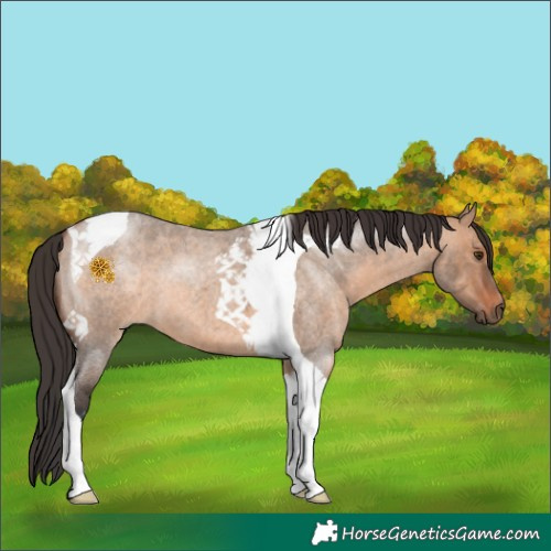 Horse Color:Bay Roan Dun Tobiano 