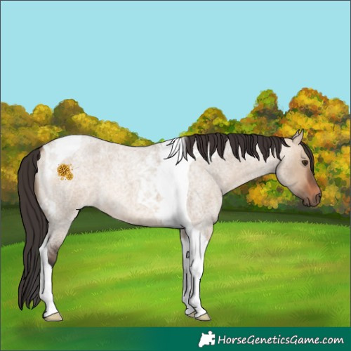 Horse Color:Bay Roan Dun Tobiano 