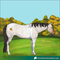 Horse Color:Bay Roan Dun Tobiano 