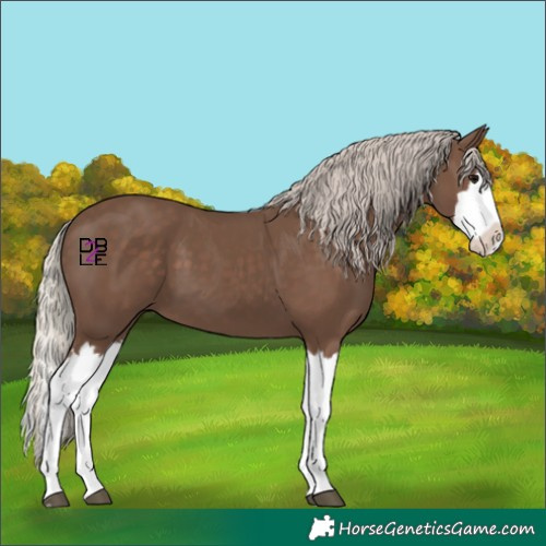 Horse Color:Silver Black Splash 