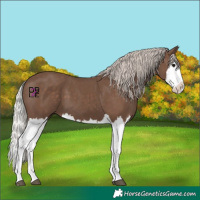 Horse Color:Silver Black Splash 