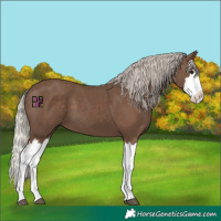 Horse Color:Silver Black Splash 