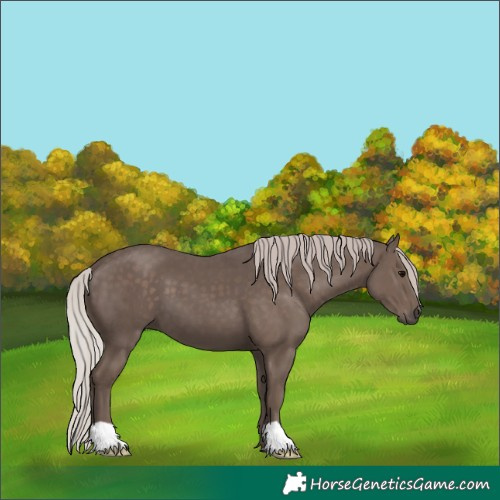 Horse Color:Silver Black