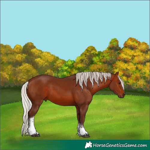 Horse Color:White Spotted Silver Brown