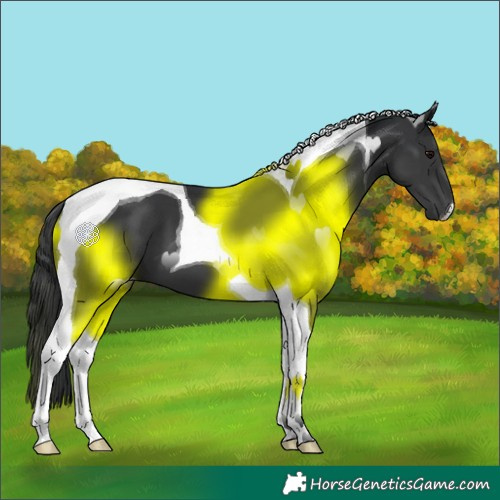Horse Color:Black Tobiano 