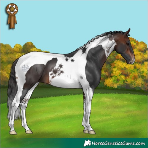 Horse Color:Brown Tobiano 