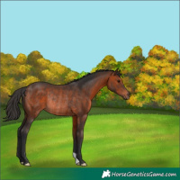 Horse Color:Brown Rabicano 