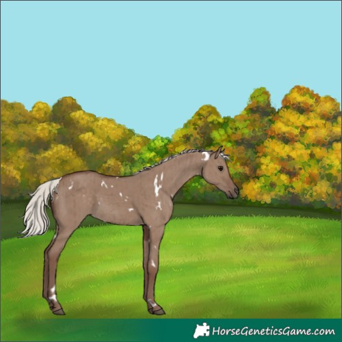Horse Color:White Spotted Silver Grullo Brindle