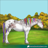 Horse Color:Painted Brown Splash Tobiano Appaloosa 