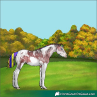 Horse Color:Painted Brown Splash Tobiano Appaloosa 