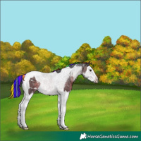 Horse Color:Painted Brown Splash Tobiano Varnish 