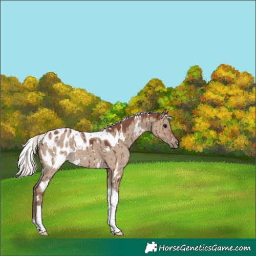 Horse Color:White Spotted Silver Grullo Tobiano Blanket Brindle 