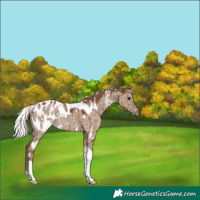Horse Color:White Spotted Silver Grullo Tobiano Blanket Brindle