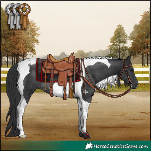 Horse Color:Black Tobiano Rabicano 