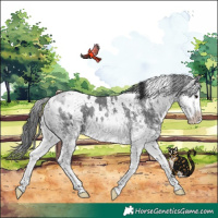 Horse Color:White Spotted Black Splash 