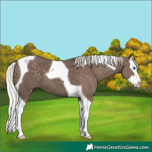 Horse Color:Silver Black Splash Tobiano 