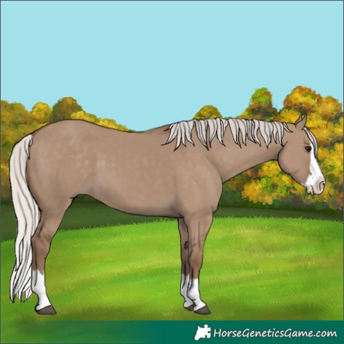 Horse Color:Silver Grullo Splash 
