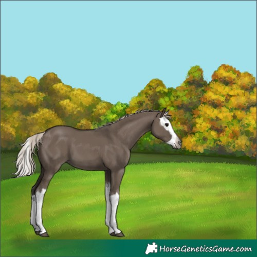 Horse Color:Gray Silver Grullo Splash 