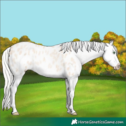 Horse Color:Silver Amber Champagne Roan Dun Splash Frame Appaloosa Rabicano 
