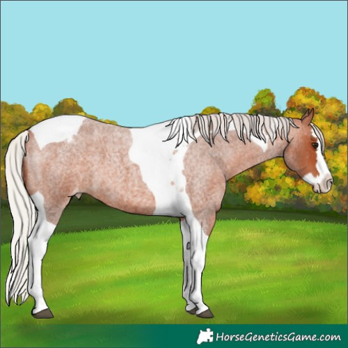Horse Color:Silver Bay Roan Splash Tobiano Appaloosa 